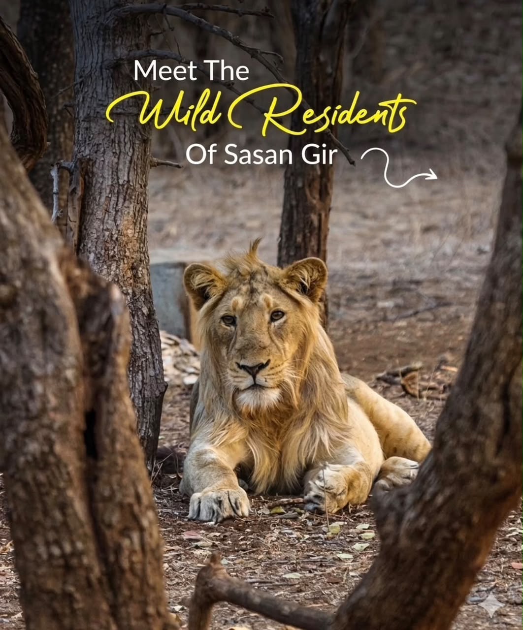 Gir Jungle Safari